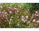 Gaura lindheimeri Passionate Blush ®