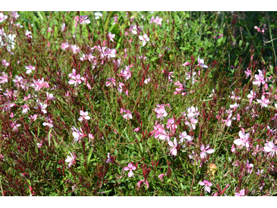 Gaura lindheimeri