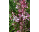 Gaura lindheimeri