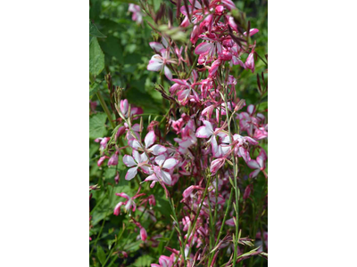 Gaura lindheimeri