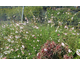 Gaura lindheimeri Short Form