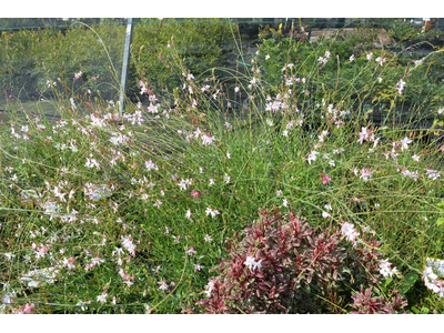 Gaura lindheimeri