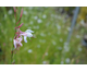 Gaura lindheimeri Summer Breeze