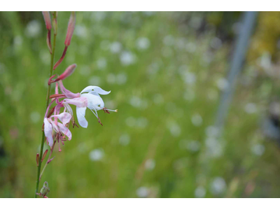 Gaura lindheimeri