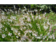 Gaura lindheimeri White Dove ®