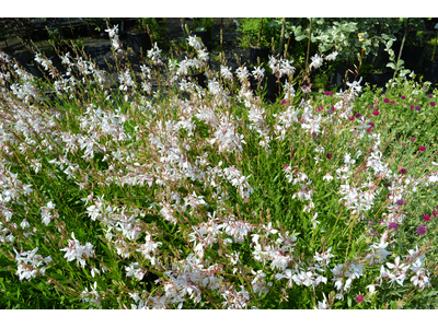 Gaura lindheimeri