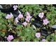 Geranium Alice ®