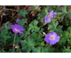 Geranium Azure Rush ®