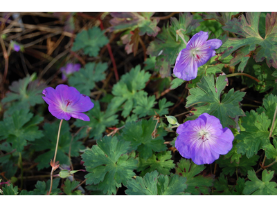 Geranium