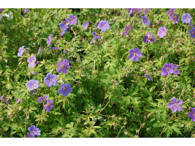 Geranium