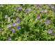 Geranium Blue Sunrise ®