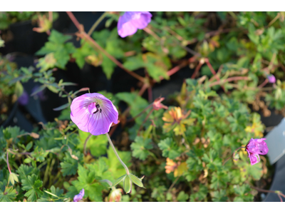 Geranium cinereum