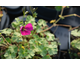 Geranium cinereum Jolly Jewel Red ®