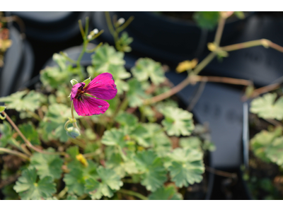 Geranium cinereum