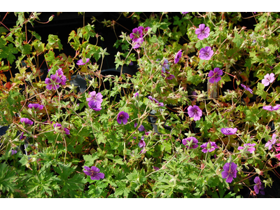 Geranium