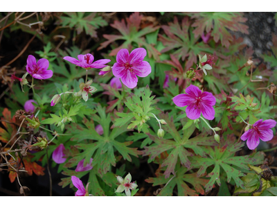 Geranium 