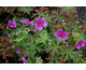 Geranium  Starman ®