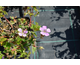 Geranium
