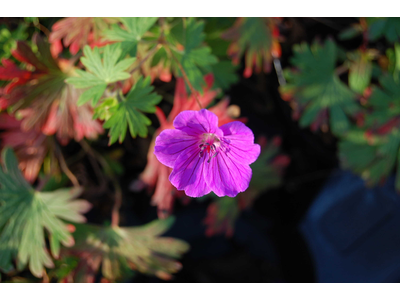 Geranium