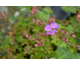 Geranium cantabrigense Cambridge