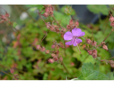 Geranium cantabrigense