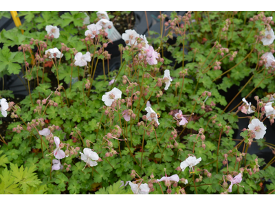 Geranium cantabrigiense