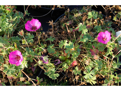 Geranium cinereum