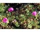 Geranium cinereum Carol