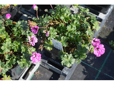 Geranium cinereum