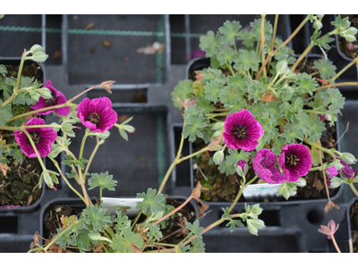 Geranium cinereum