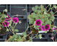 Geranium cinereum Jolly Jewel Purple ®