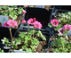 Geranium cinereum Jolly Jewel Raspberry ®