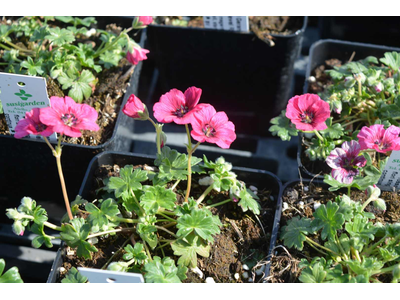 Geranium cinereum