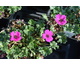 Geranium cinereum