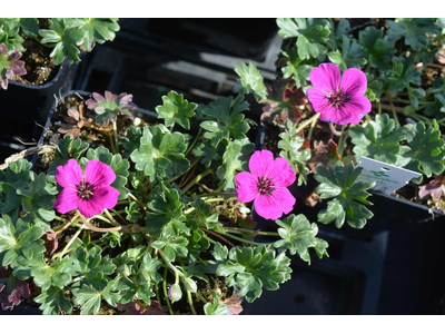 Geranium cinereum