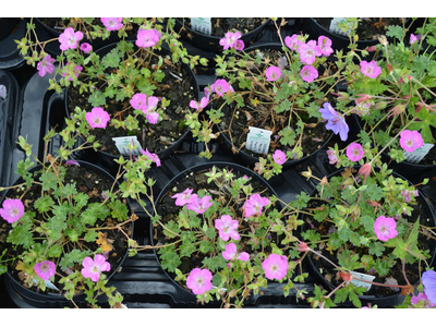 Geranium cinereum