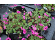 Geranium cinereum Signal