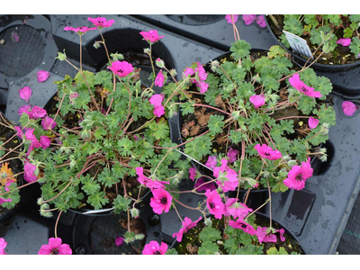 Geranium cinereum