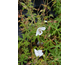 Geranium clarkei Kashmir White