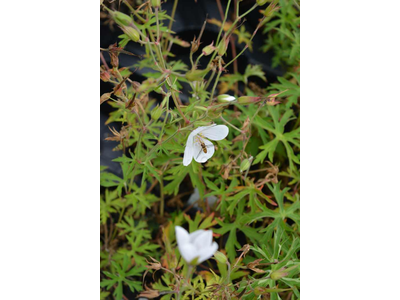 Geranium clarkei