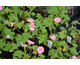 Geranium endressii Wargrave Pink