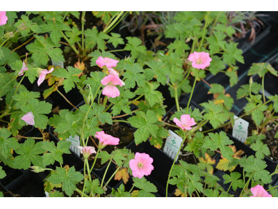 Geranium endressii