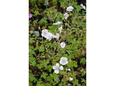 Geranium himalayense