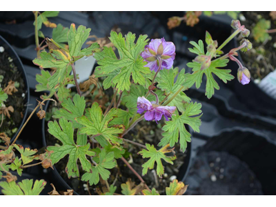 Geranium himalayense