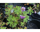 Geranium himalayense