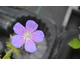 Geranium himalayense Baby Blue