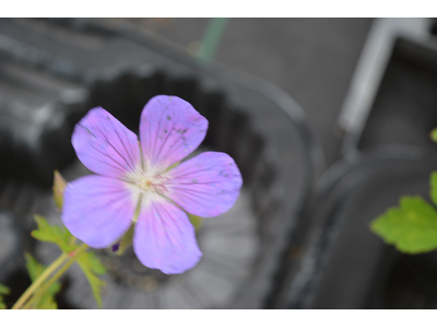 Geranium himalayense