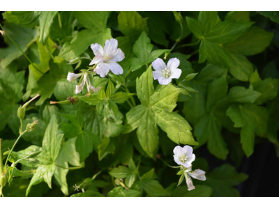 Geranium nodosum