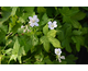 Geranium nodosum Silver Wood
