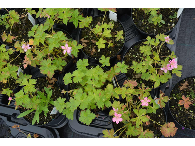 Geranium oxonianum  f. thurstonianum